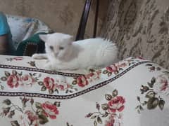 cat white