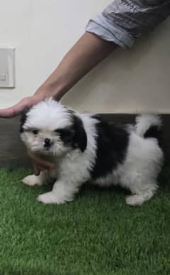 Shihtzu highly pedigree puppies available