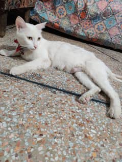 Free Cat