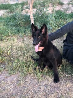 Black German Shepherd