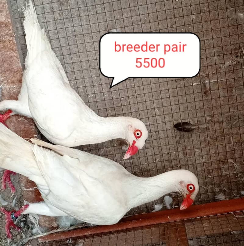 fancy pigeon | kabutar| Jacobin|  frillback saddle | amarican fantail| 15