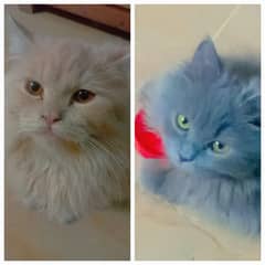 pair available