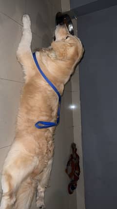 Golden retriever 1year+ age