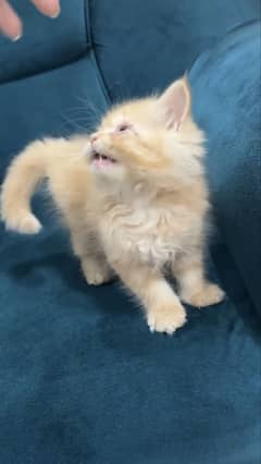 Persian male female kittens available