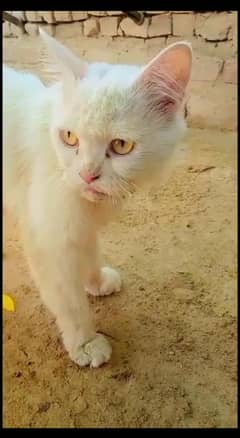 Persian Cat