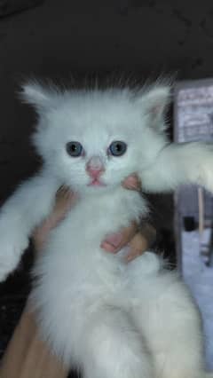 Parisian cat baby