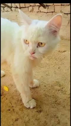 Persian Cat