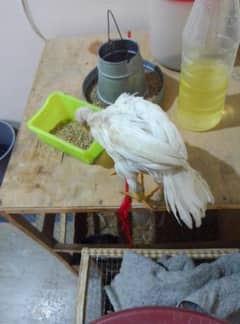 more than 3 months parrot beak longtail