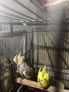 Cockatiel single pc