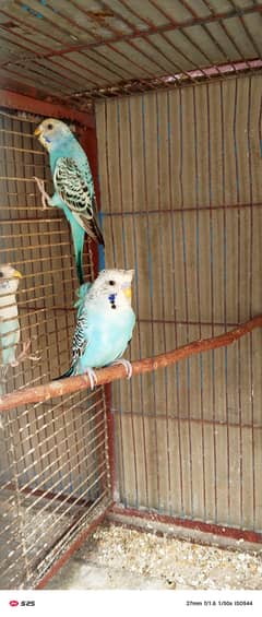 Bajari birds breeding pairs