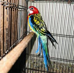 Parrots