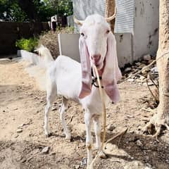 gulabi goat