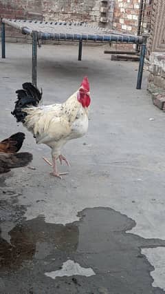 2male