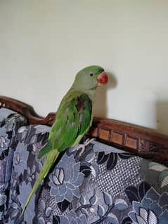 raw parrot