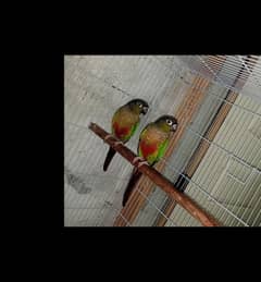 Green Conure High Red Fecter With DNA Report's