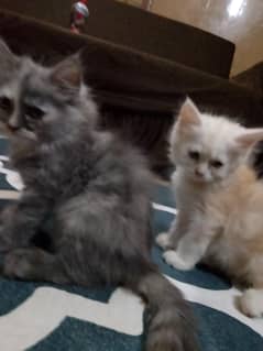 female kittens 2 months age