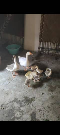 long neck duck