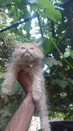 persian