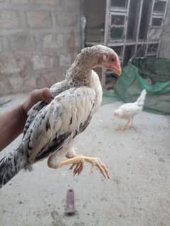 golden misri and aseel chick
