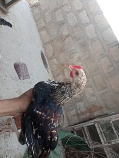 golden misri and aseel chick