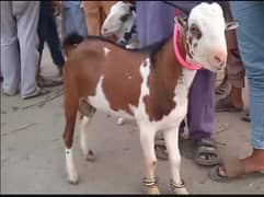 Teddy Bakra
