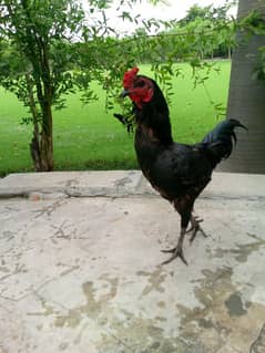 Aseel barhmi hens for sale