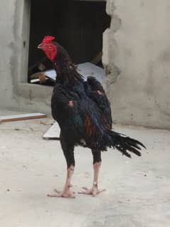 Oh Shamo Patha Male Available