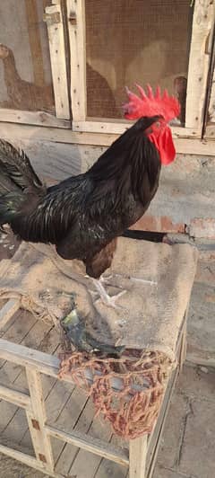 Australorp king size Murgah