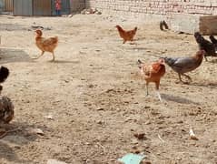 Golden missri Choosay or Murgiyan for sale .