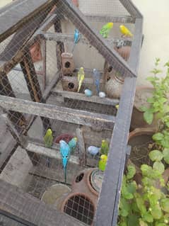 parrot for sale with cage