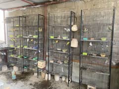 5 Portion Folding Cage for Parrot