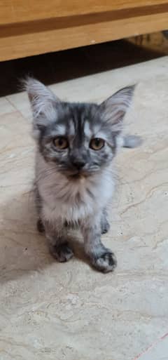 Persian cats, kittens. Male, female.