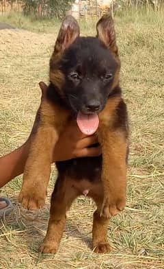German