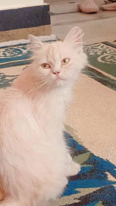 Persian Cat