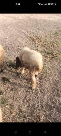 animal male