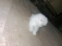 Persian female tripple cotted semi punched kitten