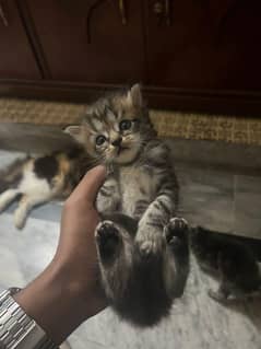 Cute