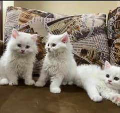 Persian cats and kittens