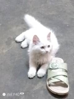 A cute Persian white male cat baby