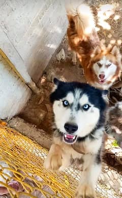 Husky Dog