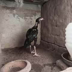 Aseel
