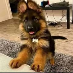 German Shepherd 03198435459