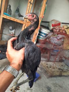 aseel Thai female age 8 month