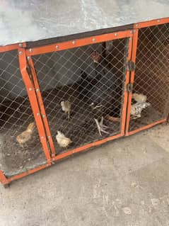 Aseel Hens 3