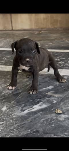 American Pitbull female pup available