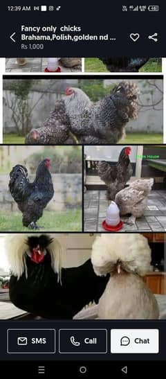 All fancy breed chicks available