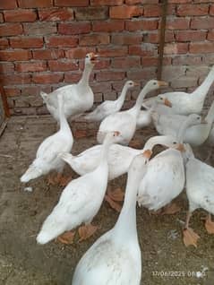 long Nick Ducks and chicks Available