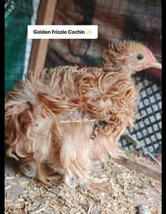 polish breeder pair frizzle bentum chicks polish chicks