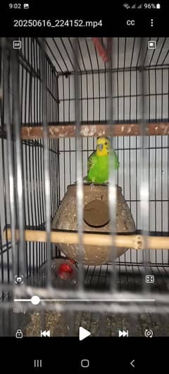 lovebird