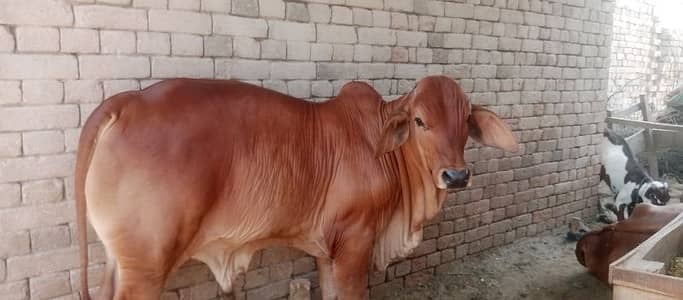 vip baraman bachra for sale